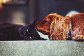 So funktioniert das Zusammenleben zwischen Hund & Katze