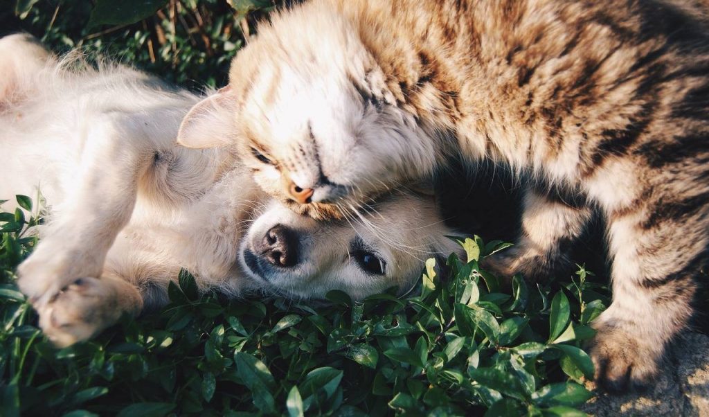 Hund & Katze spielen