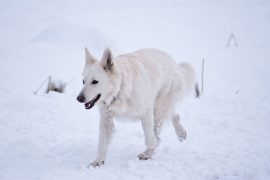 5 Tipps, wie dein Hund gesund durch die kalte Jahreszeit kommt