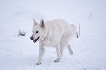 Hund in der kalten Jahreszeit