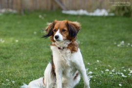 Hundegerechter Garten als Abenteuerspielplatz und Rückzugsort