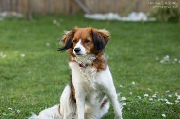 Hundegerechter Garten